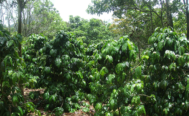 Dipilto, Nicaragua