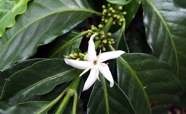 Chiapas Decaf BIO