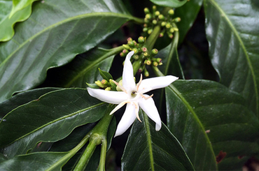 BIO - Décaféiné - Chiapas, Mexique