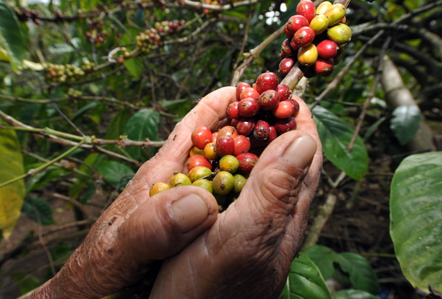 Blend Cafermi