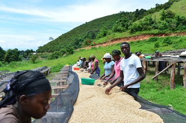 BIO - Comequi - Kivu, Congo