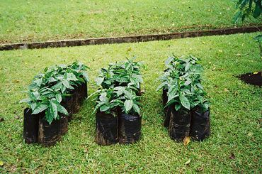 Plant 2