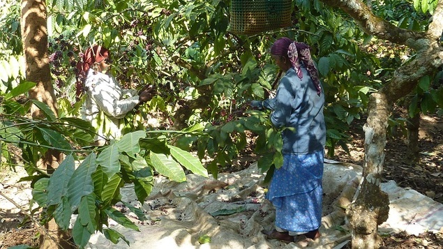 Malabar Moussoné - Karnataka, Indes