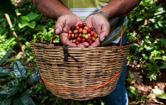 BIO - Santa Fé - Chiapas, Mexique