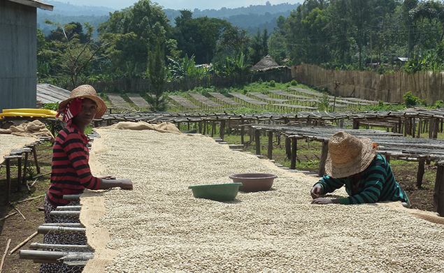 Nyala - Sidamo, Ethiopie