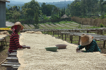 Nyala - Sidamo, Ethiopie