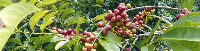 Cerises de café Heirloom