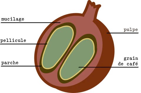 couches de la cerise de café