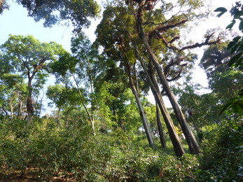Café de forêt en agroforesterie