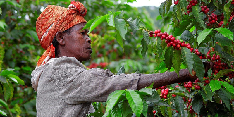 Récolte du café à la main