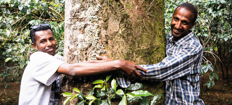 2 producteurs éthiopien de café de forêt