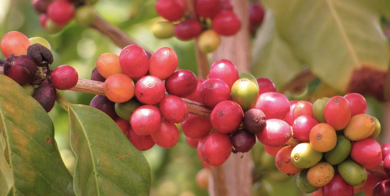 Cerises de café