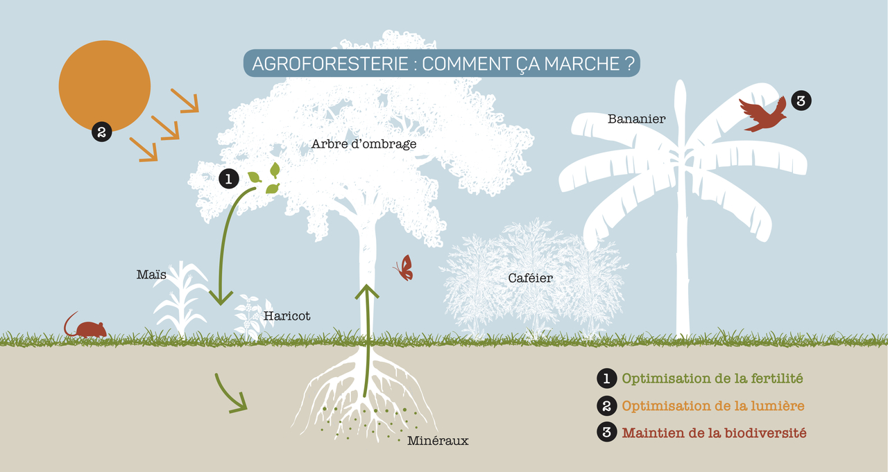 Schéma Agroforesterie