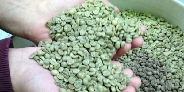 Le café vert Bob O Link
